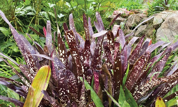 Bromeliads