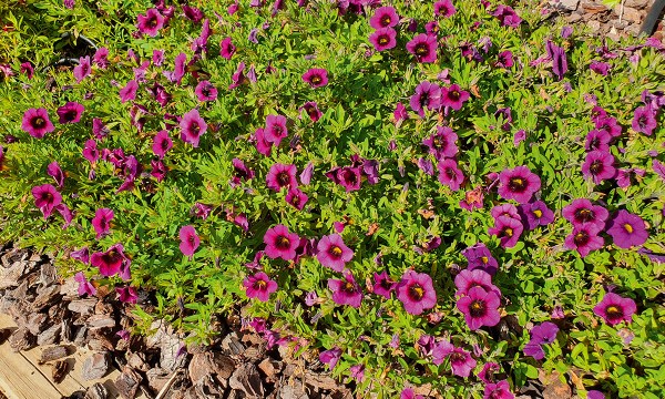Thumbnail for How to prune flowering perennials