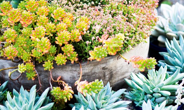 Thumbnail for Succulents: Plants for everywhere