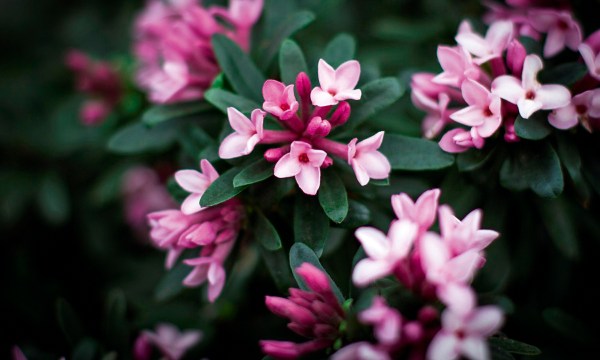 Thumbnail for In the garden: Darling Daphne