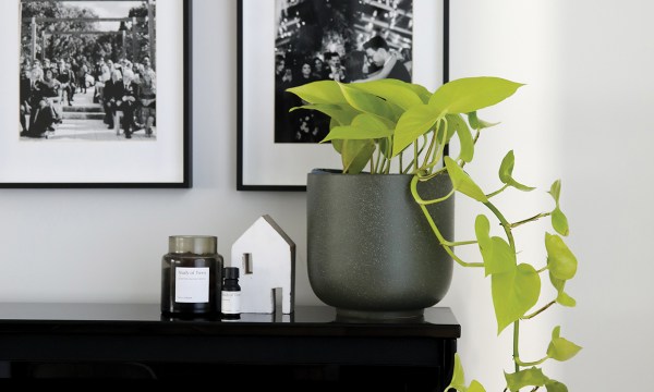 Thumbnail for How to lift your indoor plant game