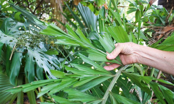 Thumbnail for In the garden: The crowning glory of palms