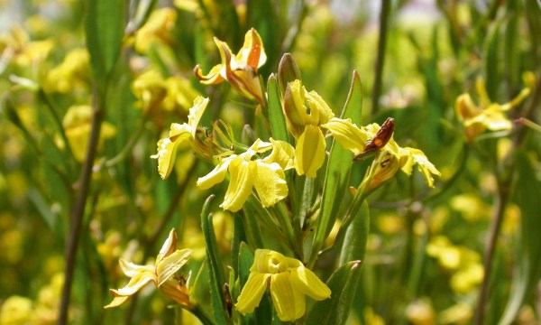 Goodenia ovata