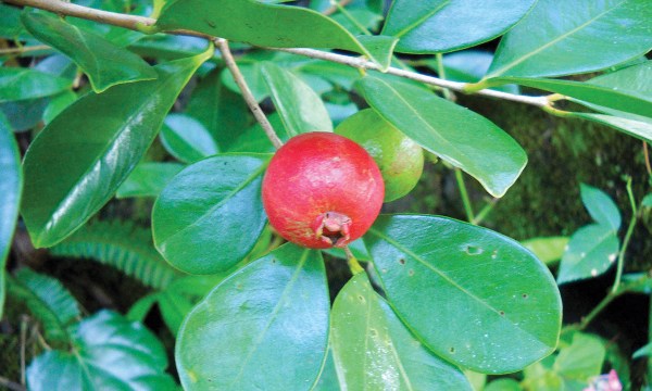 Thumbnail for In the garden: Unusual edibles to grow at home