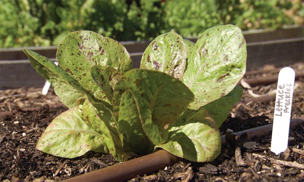 Thumbnail for Grow your own: Lovely lettuce