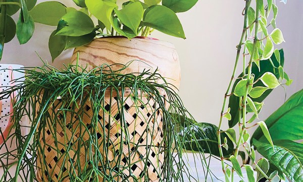 Thumbnail for Top tips for success with indoor plants
