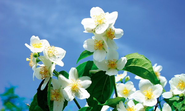 Thumbnail for In the garden: Scented stunner