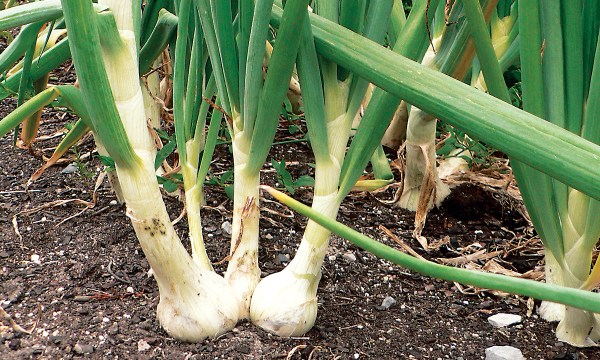 Thumbnail for In the garden: Plant some onions, spinach and peas