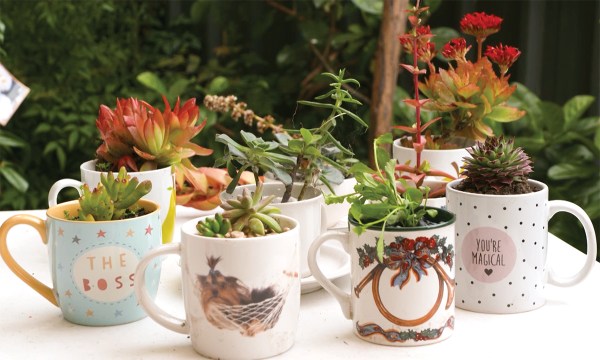 Thumbnail for How to make your own teacup garden