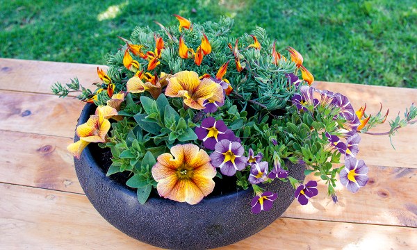 Thumbnail for In the garden: How to make a living floral centrepiece