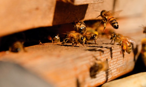 Thumbnail for Honey, I’m home: Backyard beekeeping