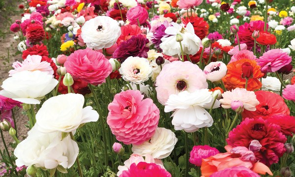 Thumbnail for Bulbs: Blooming brilliant