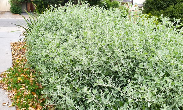 Thumbnail for How to maintain a native garden