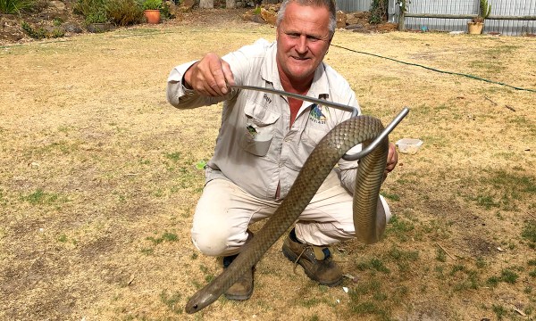Rolly Burrell holding a big eastern brown snake (or the common brown snake), which can grow up to two metres long.