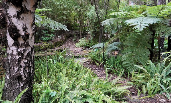Thumbnail for Open garden: Beverina, Bridgewater