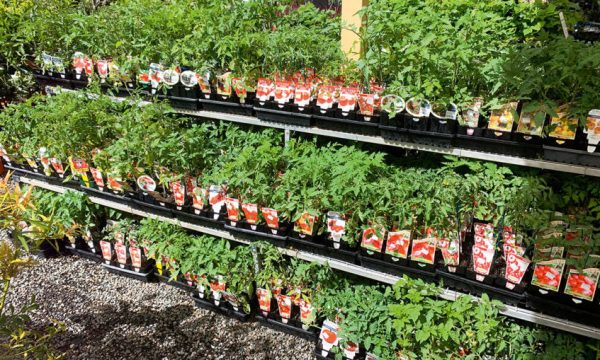 Thumbnail for How to choose the best tomato for your patch
