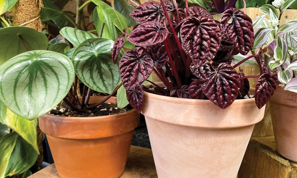 Thumbnail for Tips and tricks for indoor plant perfection