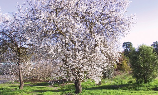 Thumbnail for Go nuts: plant a tree