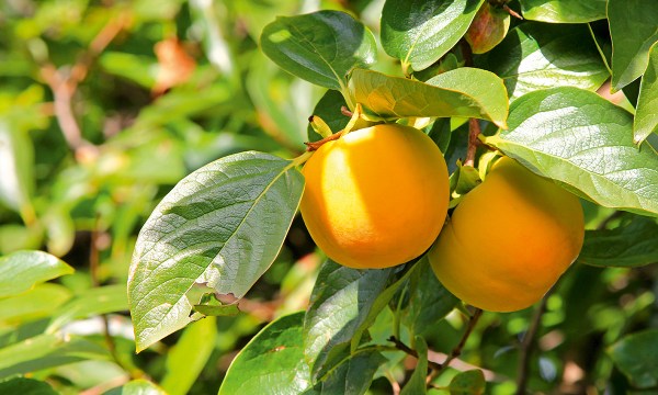 Thumbnail for In the garden: Fruit of the gods