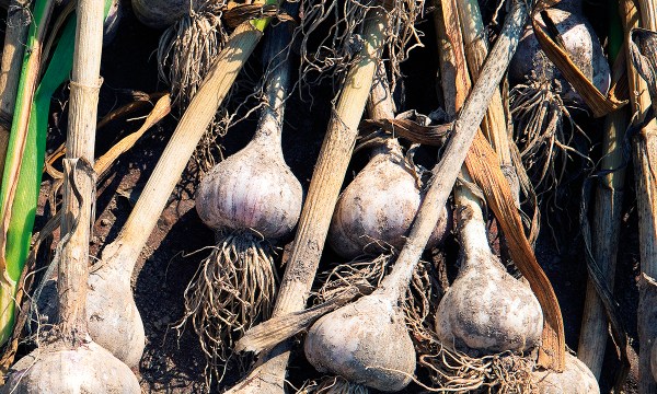 Thumbnail for In the garden: Plant some garlic, broad beans and asparagus