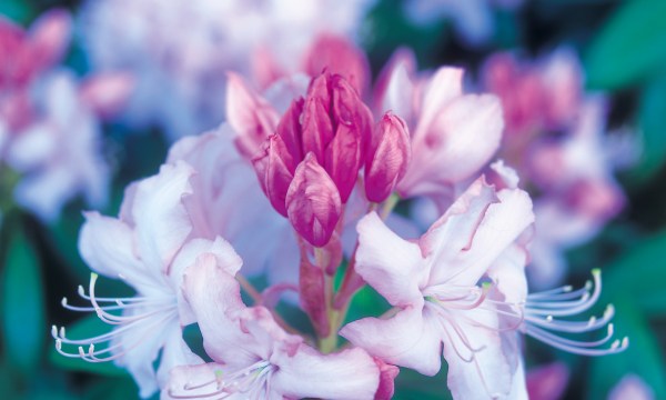 Rhododendrons thrive in the Adelaide Hills.