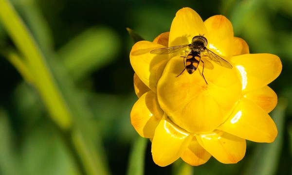 Thumbnail for Pretty clever: How plants attract pollinators