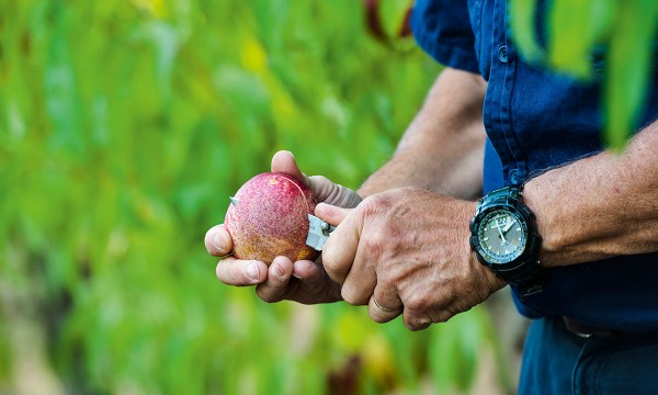Thumbnail for Ripe for the picking