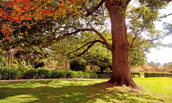 Thumbnail for In the garden: History repeating