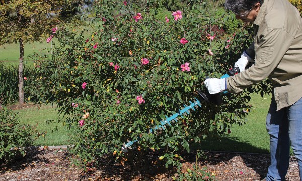 Thumbnail for Thorny issues: How to prune roses