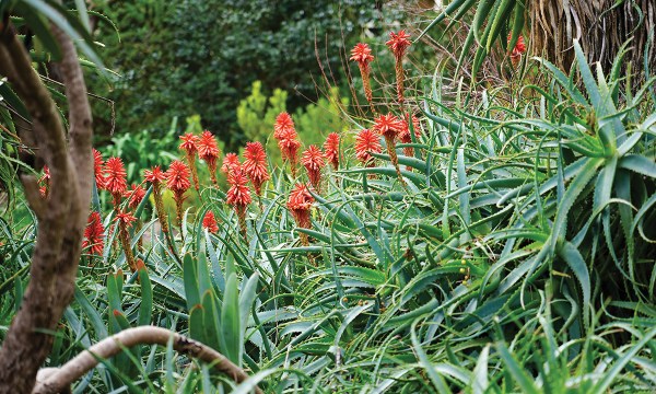 Amongst the flailing fleshy leaves, aloe’s bright flower heads are a welcome source of winter food for birds and insects.