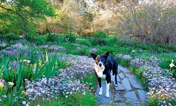 Thumbnail for In the garden: The constant gardeners