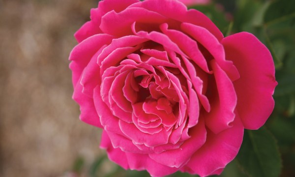Thumbnail for Perfumed blooms: Understanding rose scents