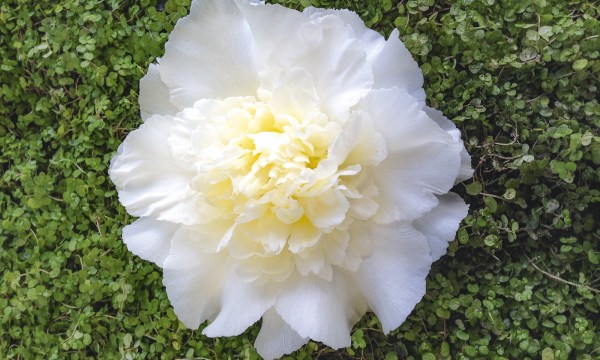 Thumbnail for Camellias: By the light of the moon