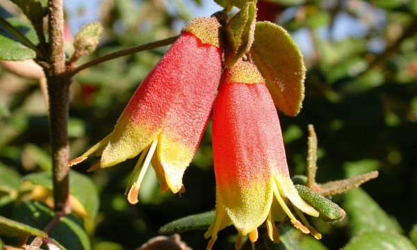 Correa reflexa 