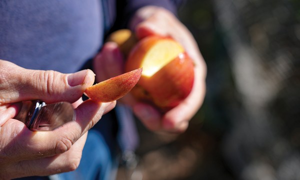 Thumbnail for An apple a day: Heritage fruit trees