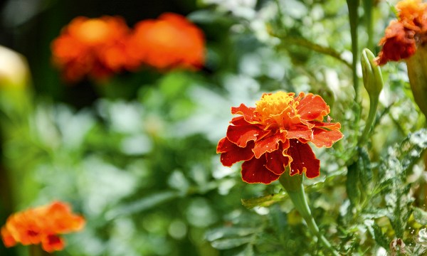 Thumbnail for The teachings of time