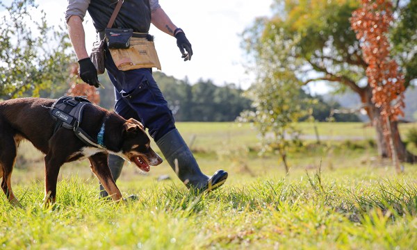“Ruby and I have a very good bond during our working days, although she does like to test me sometimes when she’s distracted. Luckily, the strong truffle odour is usually enough to override any distractions,” Warren says. 