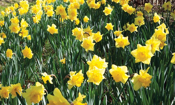 Thumbnail for Bulbs, natives and radishes