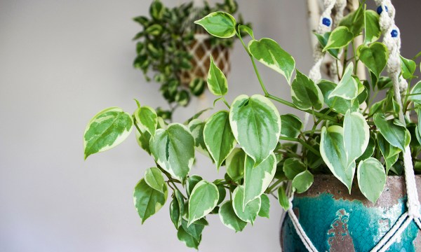 Thumbnail for Indoor plants: Nature’s air purifiers