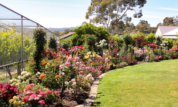 Thumbnail for In the garden: Rose tinted friendship