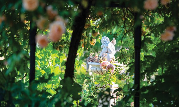 Thumbnail for Pungent plant life: The Dracula lily