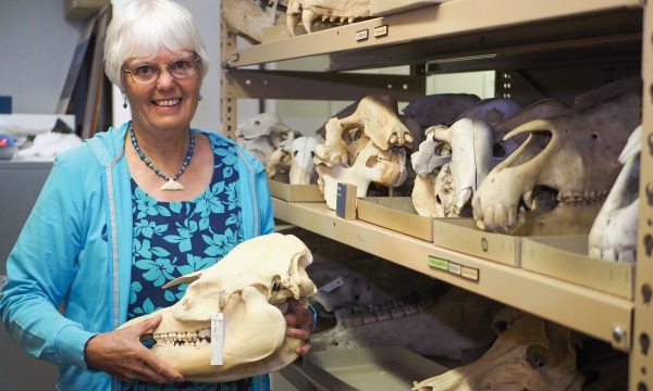 Cath Kemper with bones gathered from SA land and water mammals.