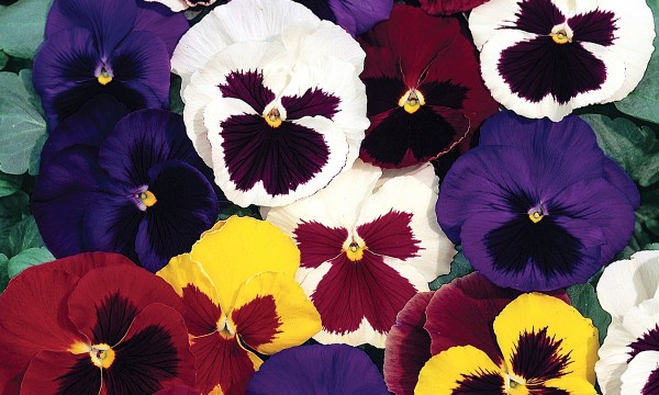 Thumbnail for In the garden: Pots of colour