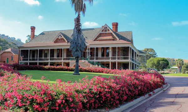 Red Meidiland landscape roses