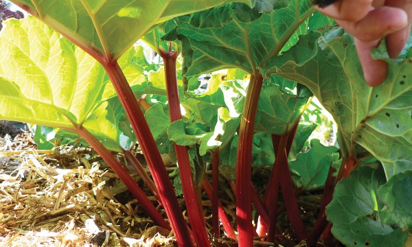 Thumbnail for In the garden: rhubarb, carrots and weeding