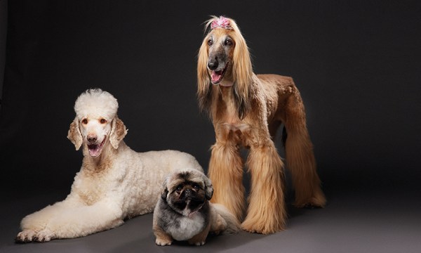 Thumbnail for Pampered pooches: It’s a dog’s life