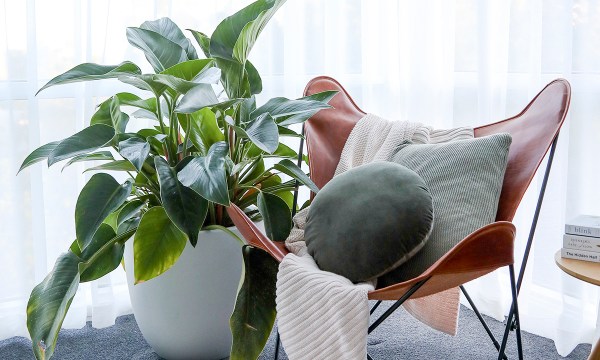 Thumbnail for In the garden: The Great Indoors