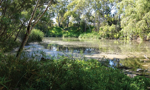 Thumbnail for Community growth at St Peters Billabong