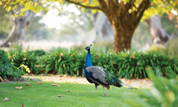 Thumbnail for Gardens: Paradise in Penola