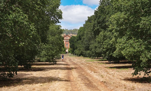 The imposing elm-lined avenue runs from Fullarton Road to the Waite Campus.